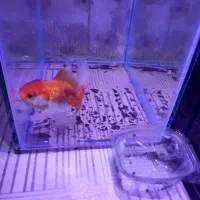 ماهی گلد فیش و ماهی گوپی|ماهی|مشهد, اروند|دیوار