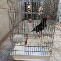 پرنده گم شده|پرنده|تربت‌حیدریه, حسنی بالا|دیوار