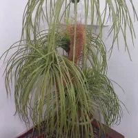 سه تا گل مفت