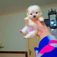 پامر خرسی عروسکی