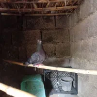 کبوتر دورگ المانی