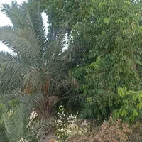 قطع نخل و درخت با خرید چوب درخت