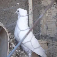 کفتر کبوتر