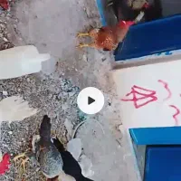 مرغ لاری و خروس فروشی