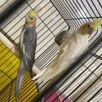 طوطی عروس مولدبشرط باقفس ولانه وسایل