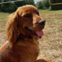 گلدن رتریور وارداتی سالم و تربیت‌شده (قابل معاوضه)