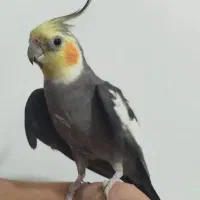 عروس هلندی تخم گذار