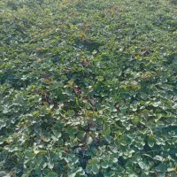 نهال توت فرنگی سابرینا|خدمات باغبانی و درختکاری|آزادشهر, |دیوار