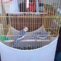 فروش عروس هلندی