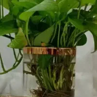 استند جا قابلمه ای|آبچکان و نظمدهنده ظروف|بروجرد, |دیوار