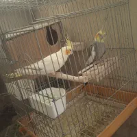 یک جفت عروس هلندی مولد وکارداده|پرنده|تهران, قصر فیروزه ۲|دیوار