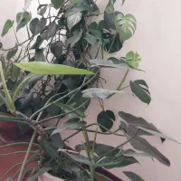 گل برای اپارتمان یا اداره