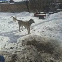 واگذاری سگ سراب