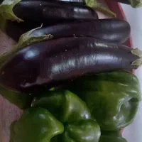 فلفل و بادمجان (گلخانه ای)