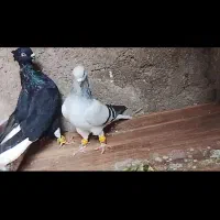 جفت کبود دمسفید و زیل دمسفید عطیقه