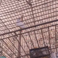 فنج ماده با قفس