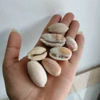 صدف|صنایع دستی و سایر لوازم تزئینی|آزادشهر, |دیوار