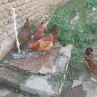 مرغ