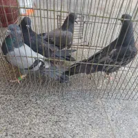 کبوتر|پرنده|سیرجان, |دیوار