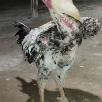 خروس لاری یک ساله نصل دار