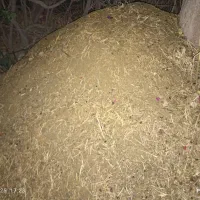 کود حیوانی|گل و گیاه طبیعی|جم, |دیوار