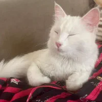 گربه پرشین اسکاتیش|گربه|محمدشهر, شهرک پیام (مهرالبرز)|دیوار