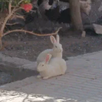 خرگوش سفید
