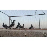 کبوتر .چهار جفت عطیقه مسافتی|پرنده|هامون, |دیوار