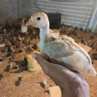 جوجه بوقلمون برنز 1ماه