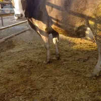 گاوگوشتی.وشیری