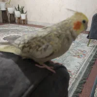 عروس هلندی
