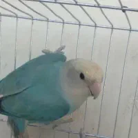 طوطی کوتوله ماده