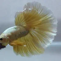 ماهی فایتر هافمون|ماهی|تهران, عباسآباد|دیوار