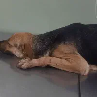 واگذاری سگ ژرمن