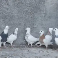 طوقی سینه|پرنده|مبارکه, |دیوار