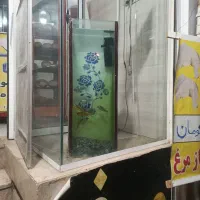 ماهی آب سرد|ماهی|زرند, |دیوار