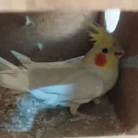 جفت عروس هلندی مولد کارداده سخنگو حلقه پا|پرنده|بومهن, |دیوار