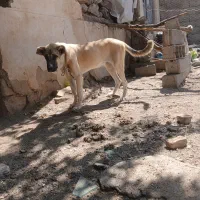 دو عدد توله ۶ ماهه|سگ|اردبیل, |دیوار