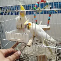 جفت لوتینو فروشی