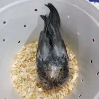 جوجه عروس سرلاکی