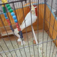 عروس هلندی|پرنده|یزد, |دیوار