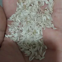 برنج طارم و فجر|خوردنی و آشامیدنی|گنبد کاووس, |دیوار