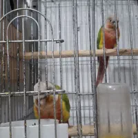 فروش گرینچیک دبل رد|پرنده|نور, |دیوار