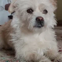 پاکوتاه