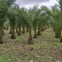 نخل فونیکس|گل و گیاه طبیعی|رشت, گیل|دیوار