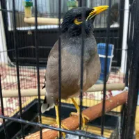 یک عدد مینا ویک جفت عروس هلندی