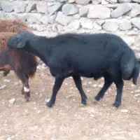 محمد|حیوانات مزرعه|میانه, |دیوار