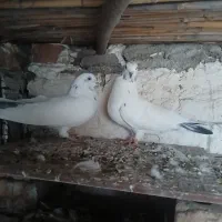 کبوتر شازده.کله دم.گرگی.سرخ.دوبال ابلغ|پرنده|کلاله, |دیوار