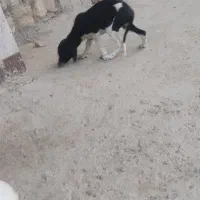 توله دنبلانی|سگ|گلی داغ, |دیوار