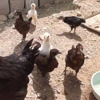 فروش مرغ و جوجه گلین